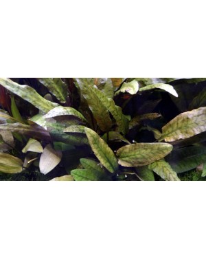 Cryptocoryne wendtii 'Tropica'